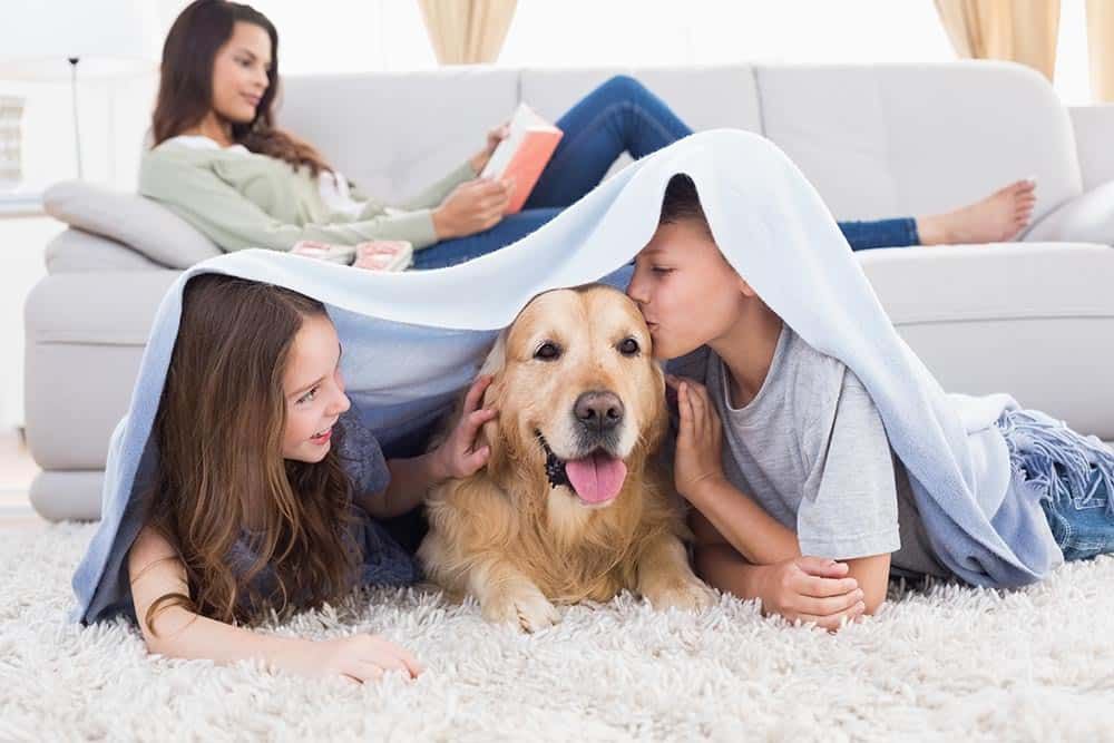 Does vacuuming remove pet dander guide